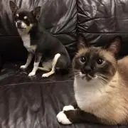 デリ