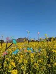 torakoの画像