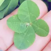 daisyの画像