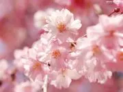 *＊Flower＊*の画像