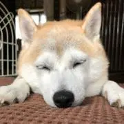 チーズの画像