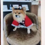 ヨシコ
