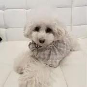 A. 次回発送8/17の画像