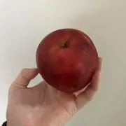 ちゃの画像