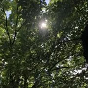あだむすの画像