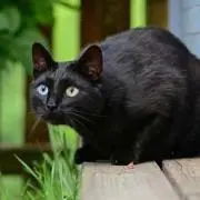 黒猫堂の画像