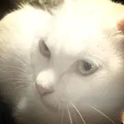 ねこ