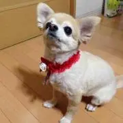 あおすい