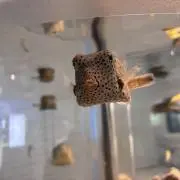 チョロスの画像