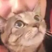 Hinaの画像