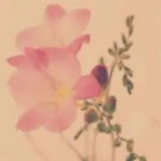 レシラム92の画像