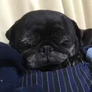ワラ