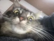 ハル