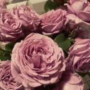 junの画像