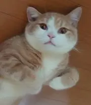 むぎの画像