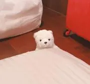 しろくまの画像