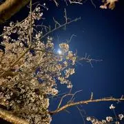 KIBI-MUGIの画像