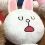 ぽんの画像