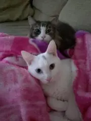 りら　プロフ読んで下さい！の画像