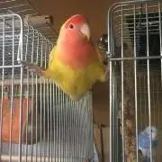 かおりんの画像
