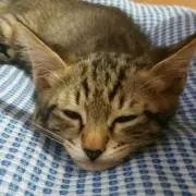 にゃんミーの画像