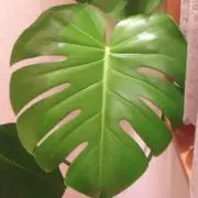 プルメリア