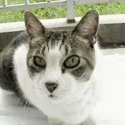 kobyの画像