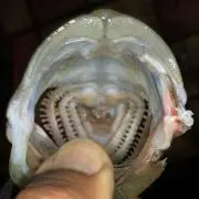 オヤユビコブラの画像