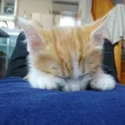 nagasaki猫