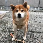 もっちゃんの画像