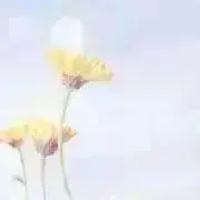 ホワホワの画像