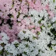 はなえの画像