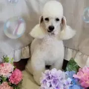ゆっこの画像