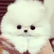犬