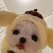 saの画像