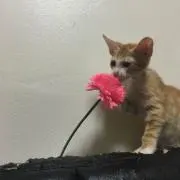 月碧