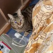 ちこ　まとめ買い歓迎の画像