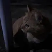 おら