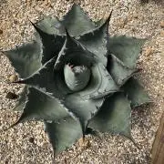 Neo⭐︎Pの画像