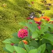 まきの画像