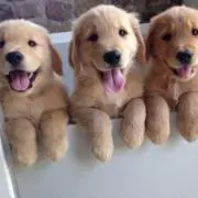 シーモンス シーゴラス ヤモマークの大怪獣シリーズ 2体セット