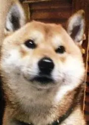 むつ