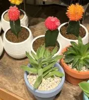 タニクの画像