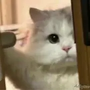 ネコちゃんの画像
