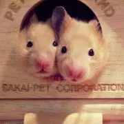 はむすぶた