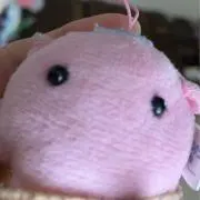 カナディアンの画像