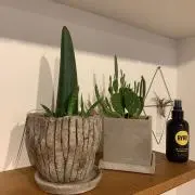 ヤスの画像