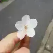 りつの画像