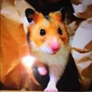 ハムの画像