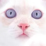 キャンディキャット